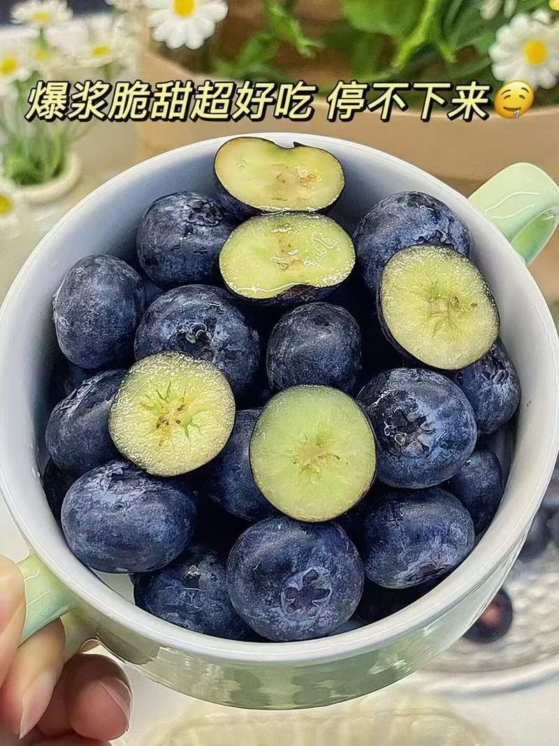 大凉山蓝莓