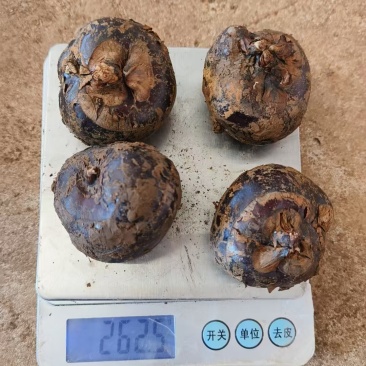 安徽水洗马蹄
