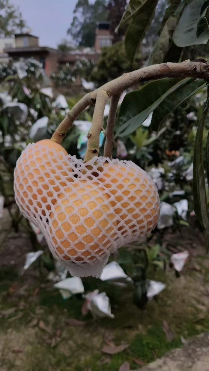 云霄枇杷