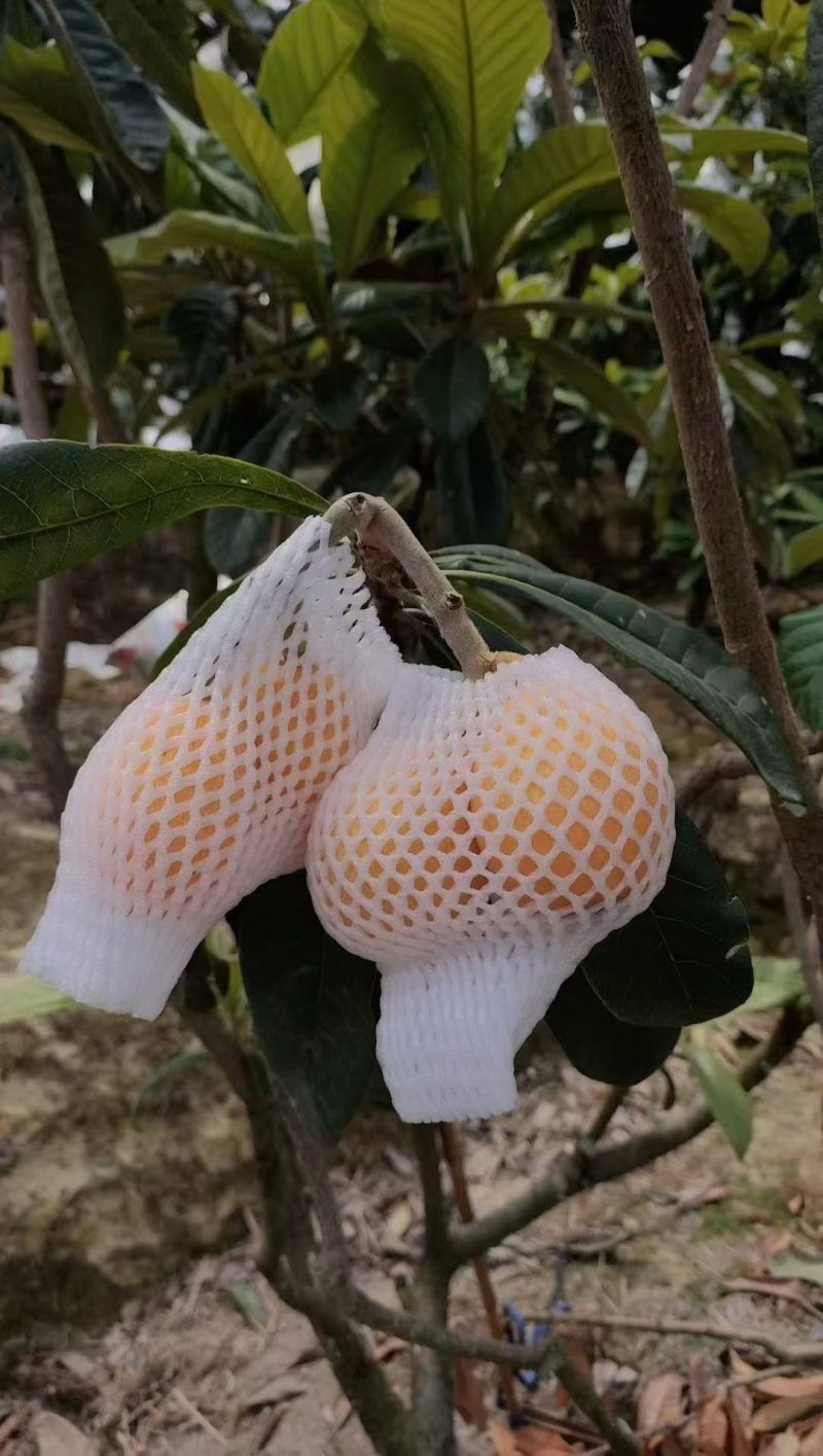 云霄枇杷