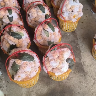 云霄枇杷