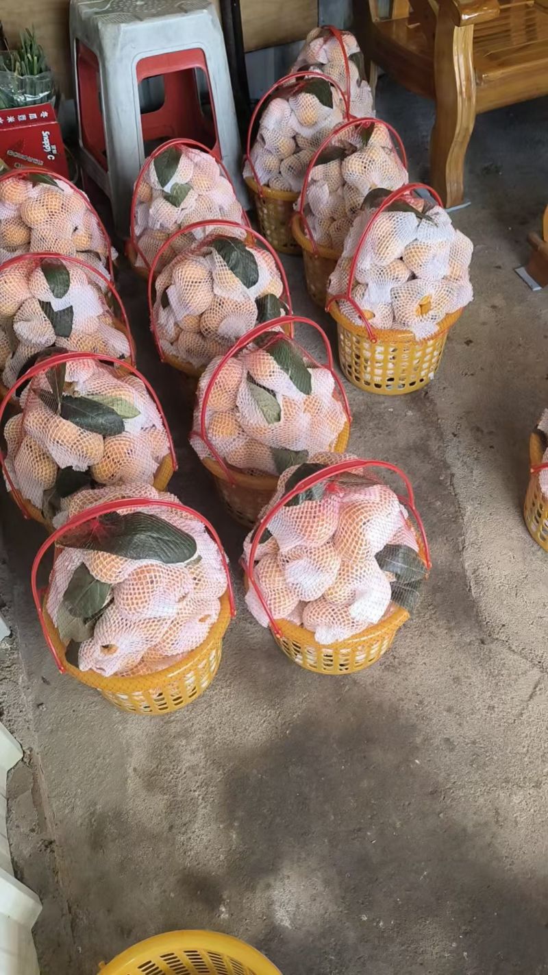 云霄枇杷