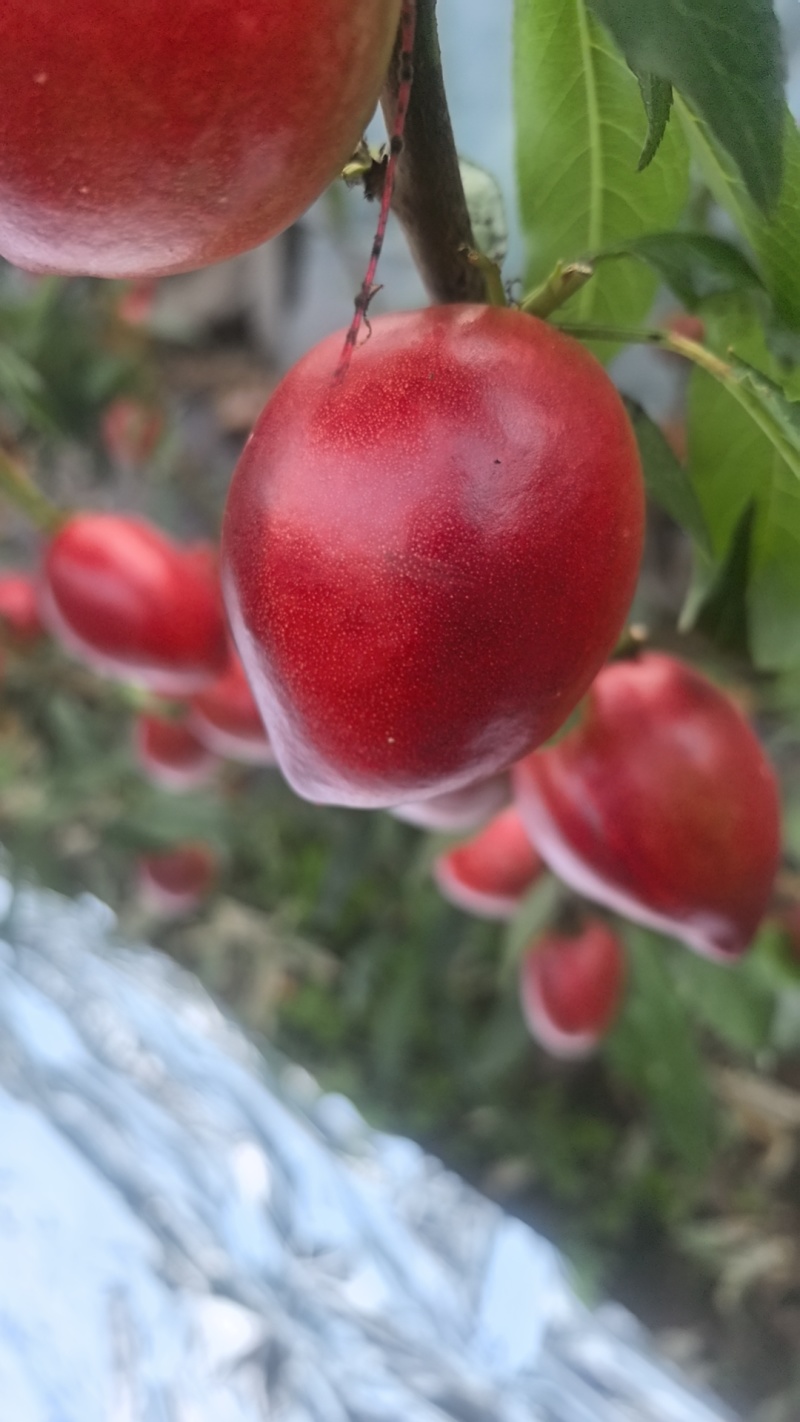 中油十八