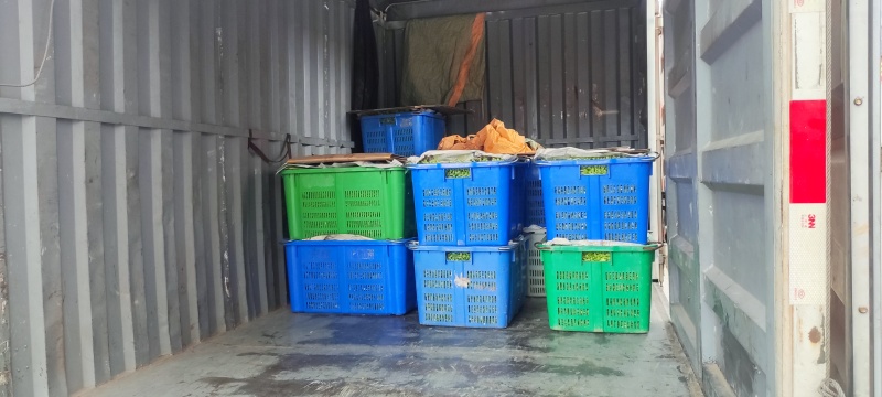 深圳鸡毛菜基地！长年每天新货供应！深圳现割每天从深圳发货