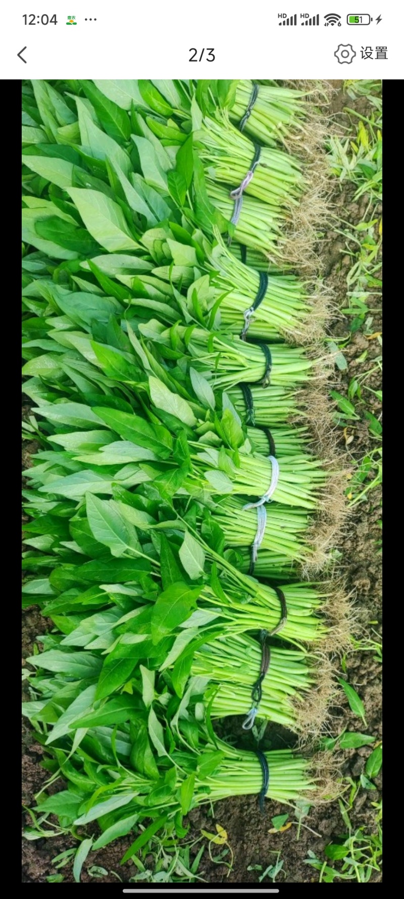 深圳本地大叶空心菜！长年每天现货供应深圳东莞广州佛山周边