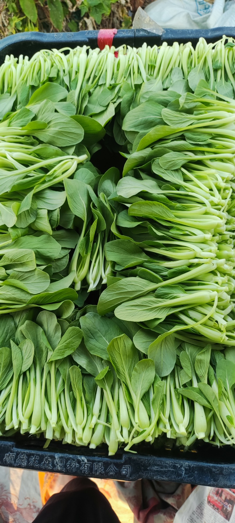 深圳鸡毛菜基地！长年每天新货供应！深圳现割每天从深圳发货