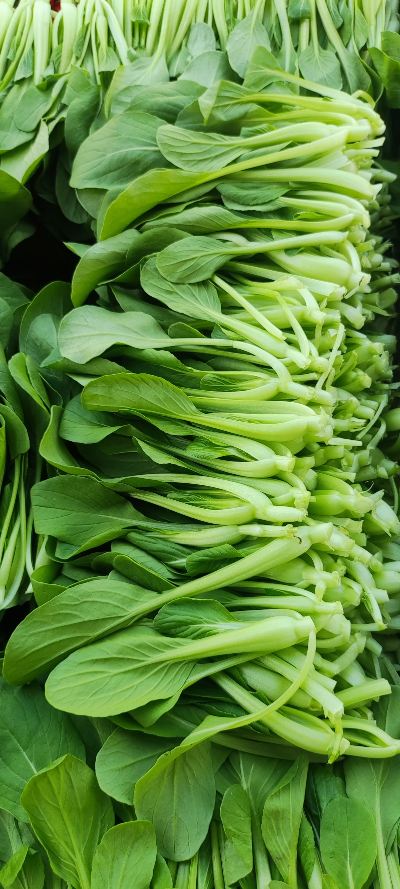 深圳鸡毛菜基地！长年每天新货供应！深圳现割每天从深圳发货