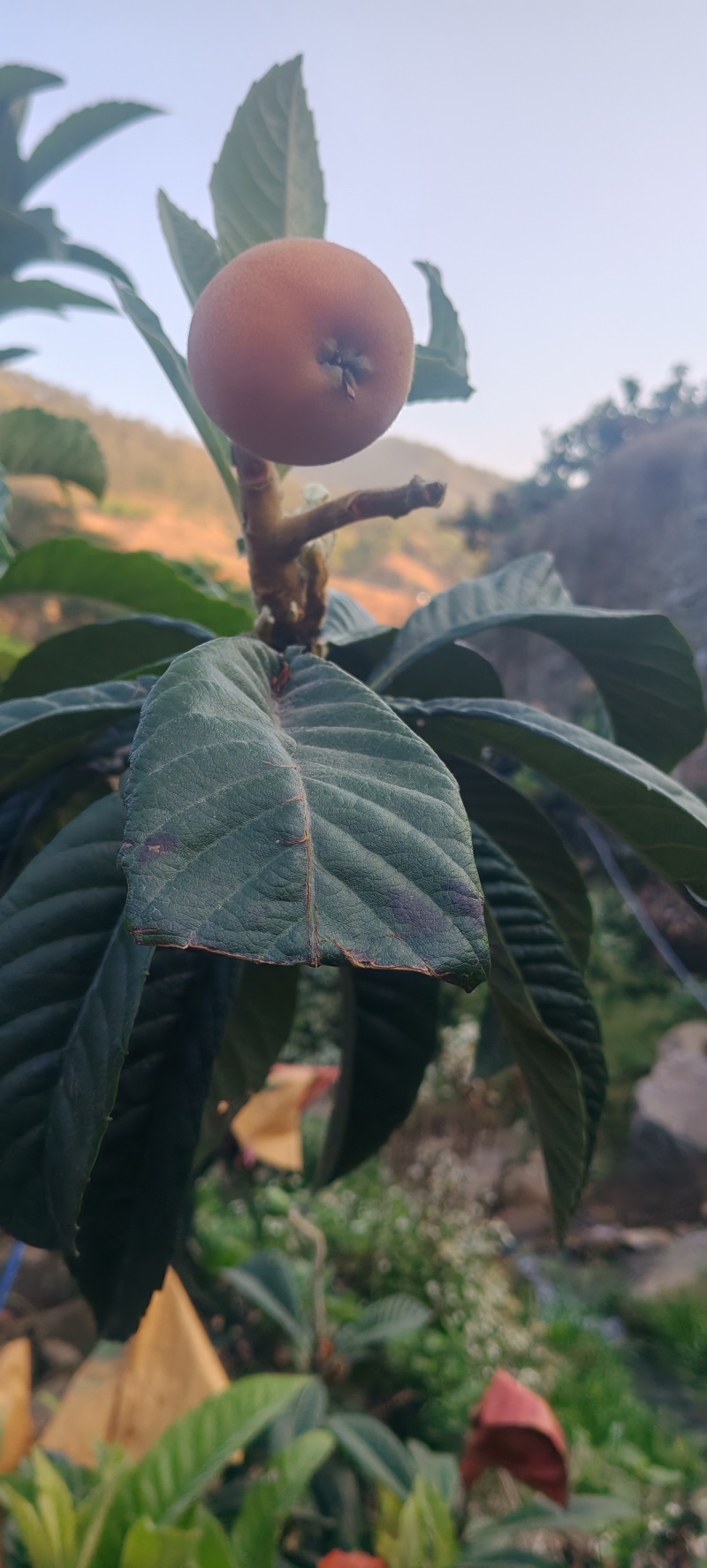 米易黄草大五星枇杷