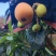 米易黄草大五星枇杷