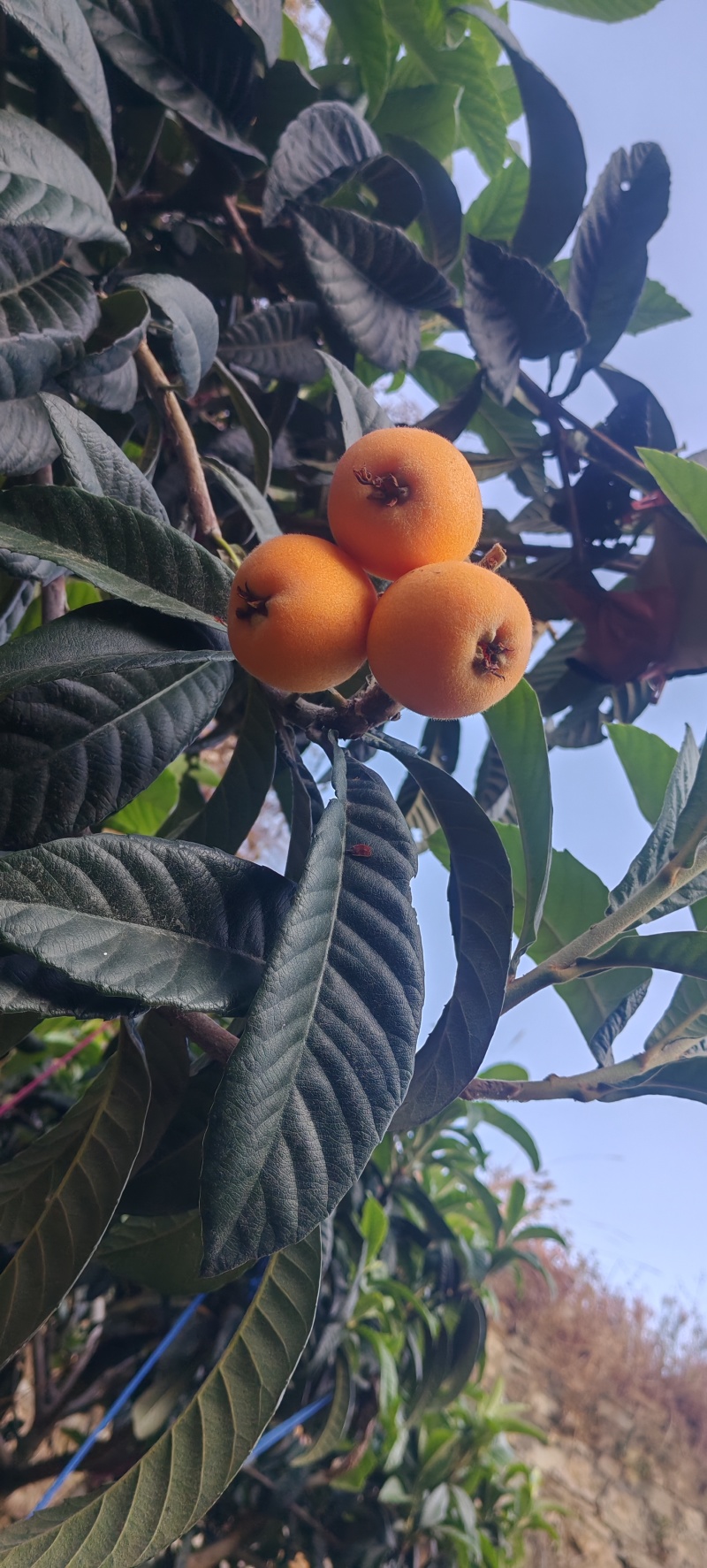 米易黄草大五星枇杷