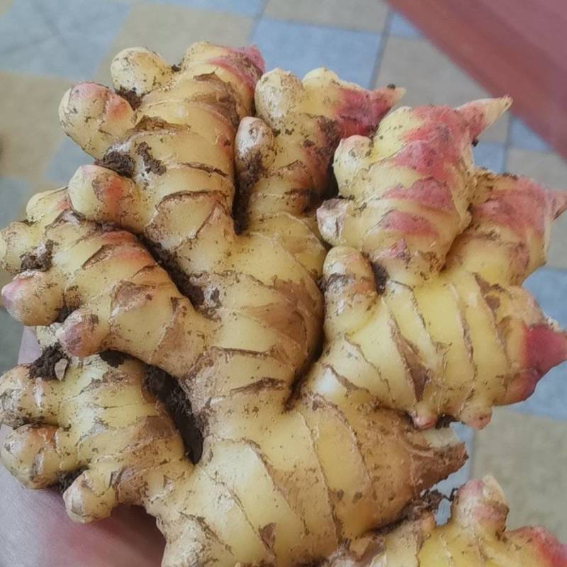 农户精品二黄姜