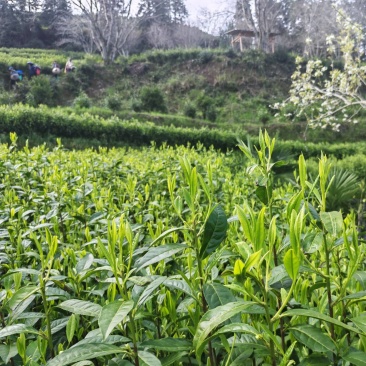 湘西黄金茶（绿茶，红茶）