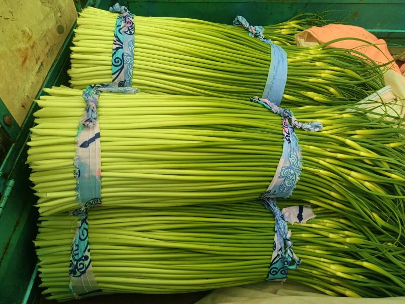 精品蒜苔每日现采需要的老板联系