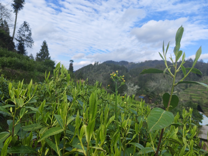 湘西黄金茶（绿茶，红茶）