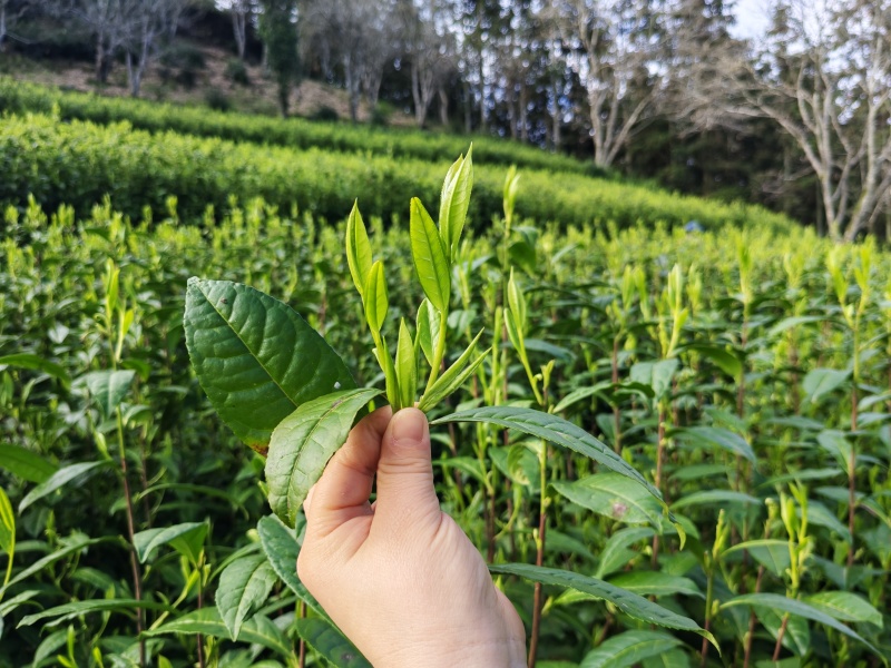 湘西黄金茶（绿茶，红茶）