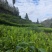 湘西黄金茶（绿茶，红茶）