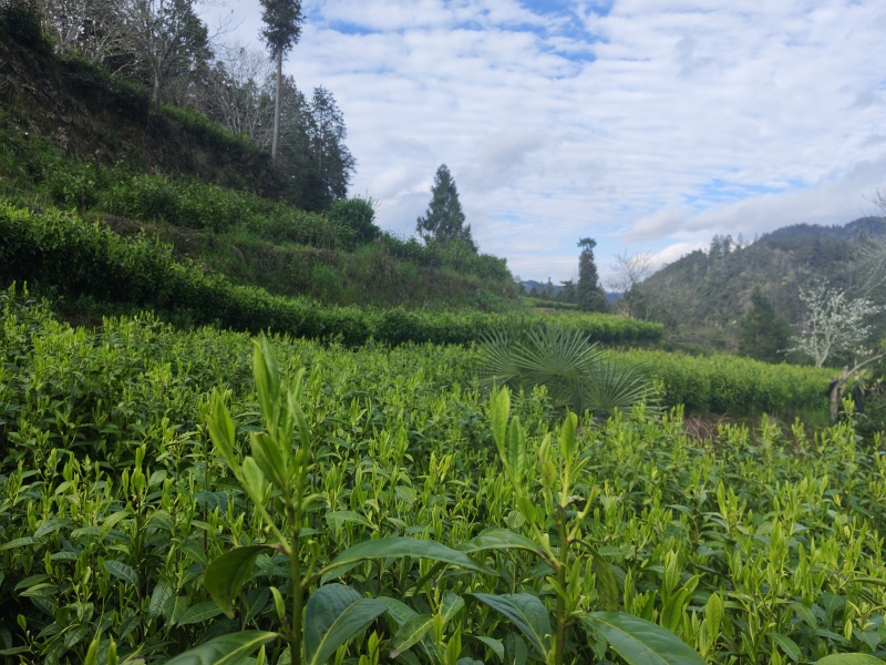 湘西黄金茶（绿茶，红茶）