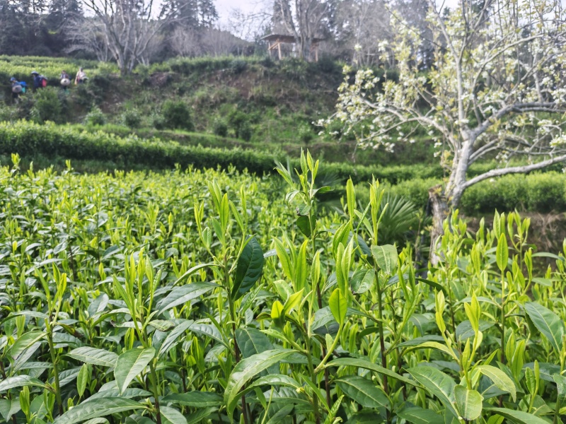 湘西黄金茶（绿茶，红茶）