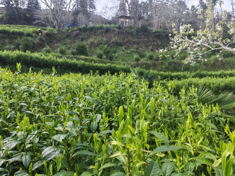 湘西黄金茶（绿茶，红茶）