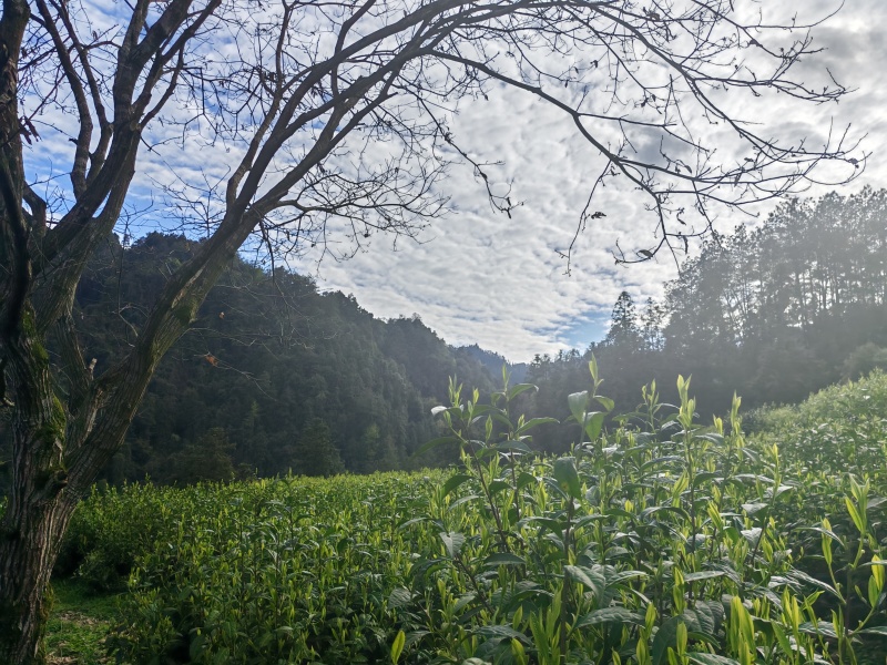 湘西黄金茶（绿茶，红茶）