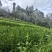 湘西黄金茶（绿茶，红茶）