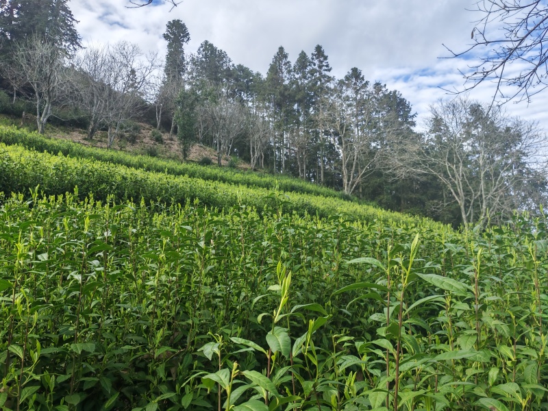 湘西黄金茶（绿茶，红茶）