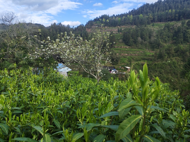 湘西黄金茶（绿茶，红茶）