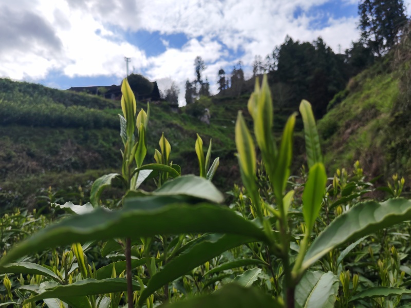 湘西黄金茶（绿茶，红茶）