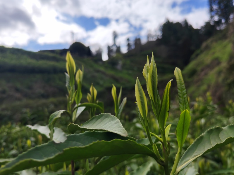 湘西黄金茶（绿茶，红茶）