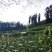 湘西黄金茶（绿茶，红茶）