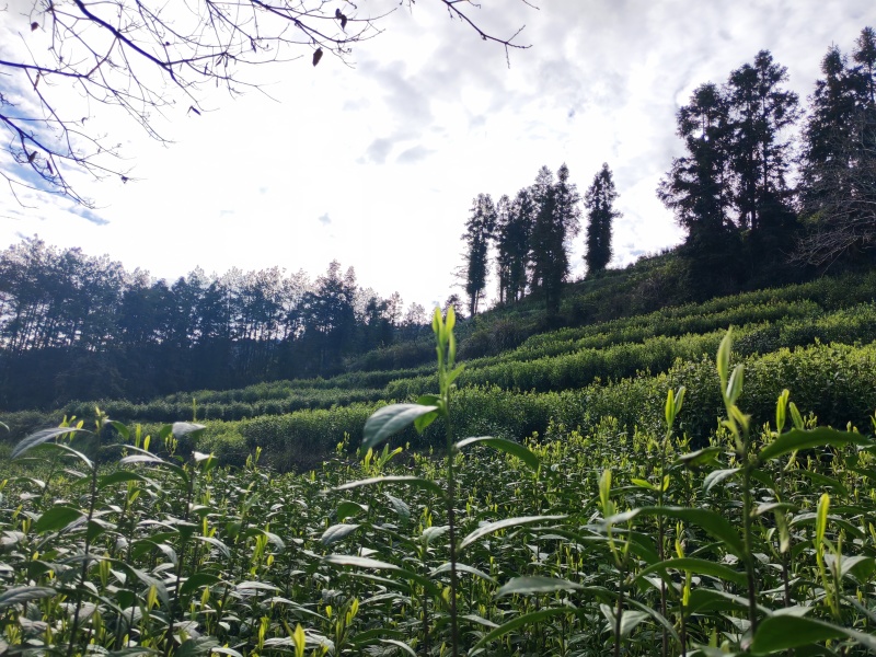 湘西黄金茶（绿茶，红茶）
