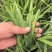 露天苔韭大量上市了，基地直发，电商供货。