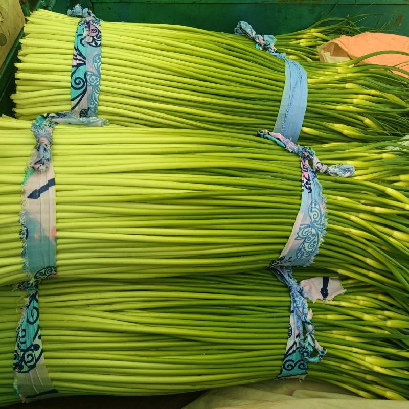精品蒜苔每日现采需要的老板联系
