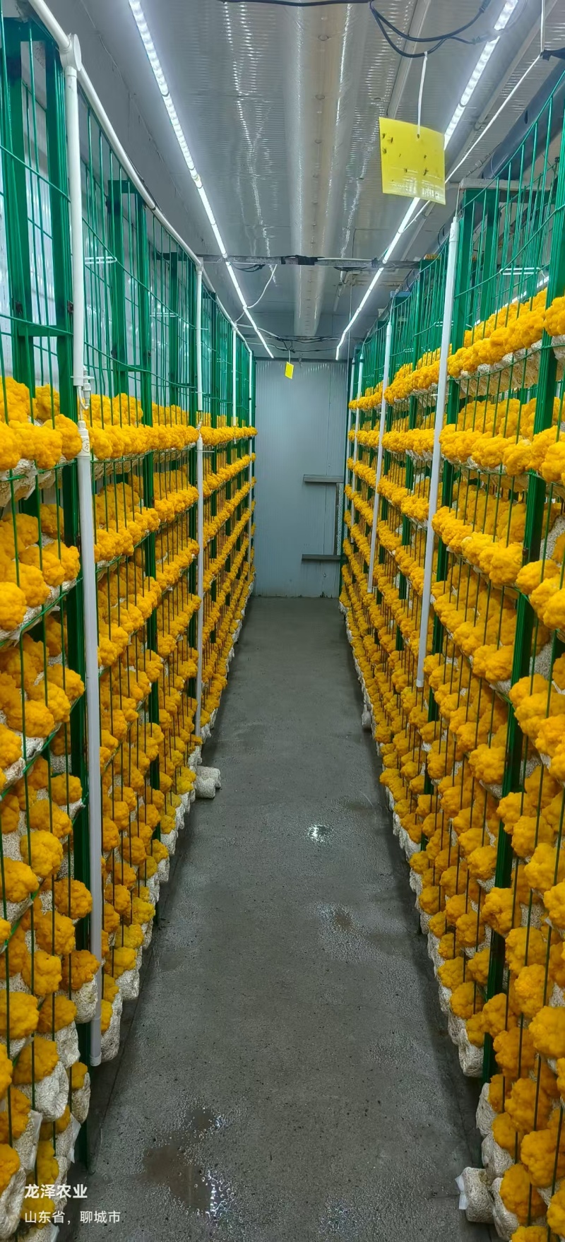 新鲜食用菌金耳，鲜采鲜发，基地直供。拒绝中间商赚差价！！