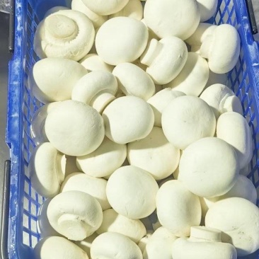 双胞菇