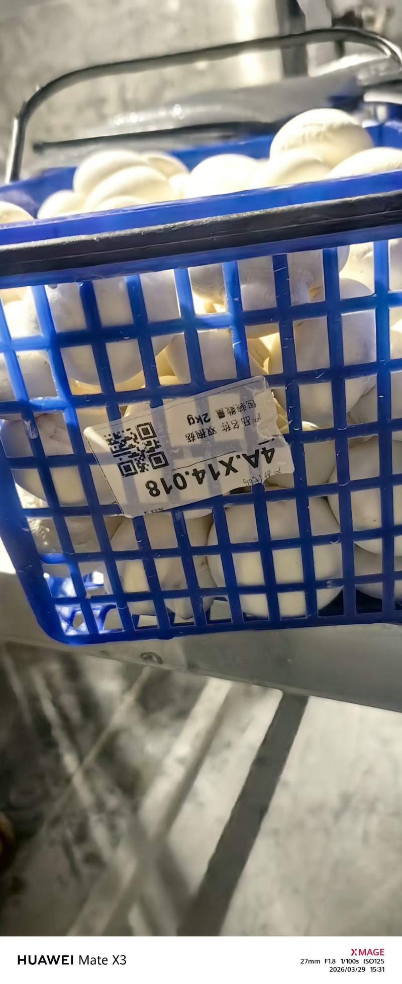 双胞菇