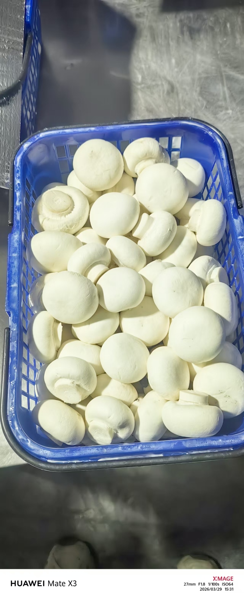 双胞菇