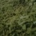 波菜面皮