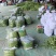 -这才是芸豆天花板！青扁芸豆脆嫩无筋超下饭