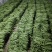 -这才是芸豆天花板！青扁芸豆脆嫩无筋超下饭