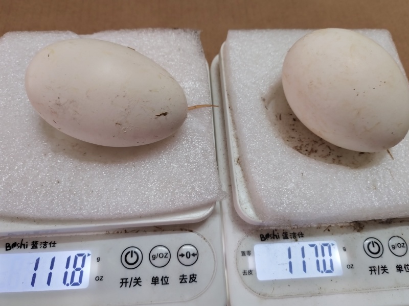 鹅蛋
