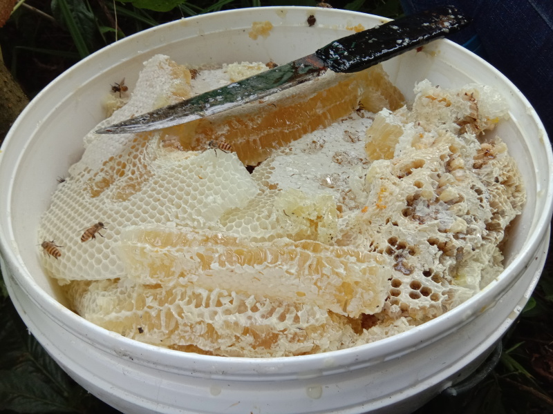 土蜂蜜