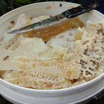 土蜂蜜