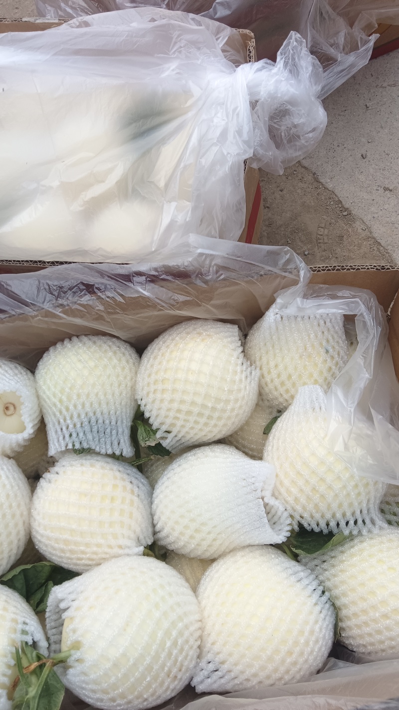 白沙蜜小白瓜大量上市，