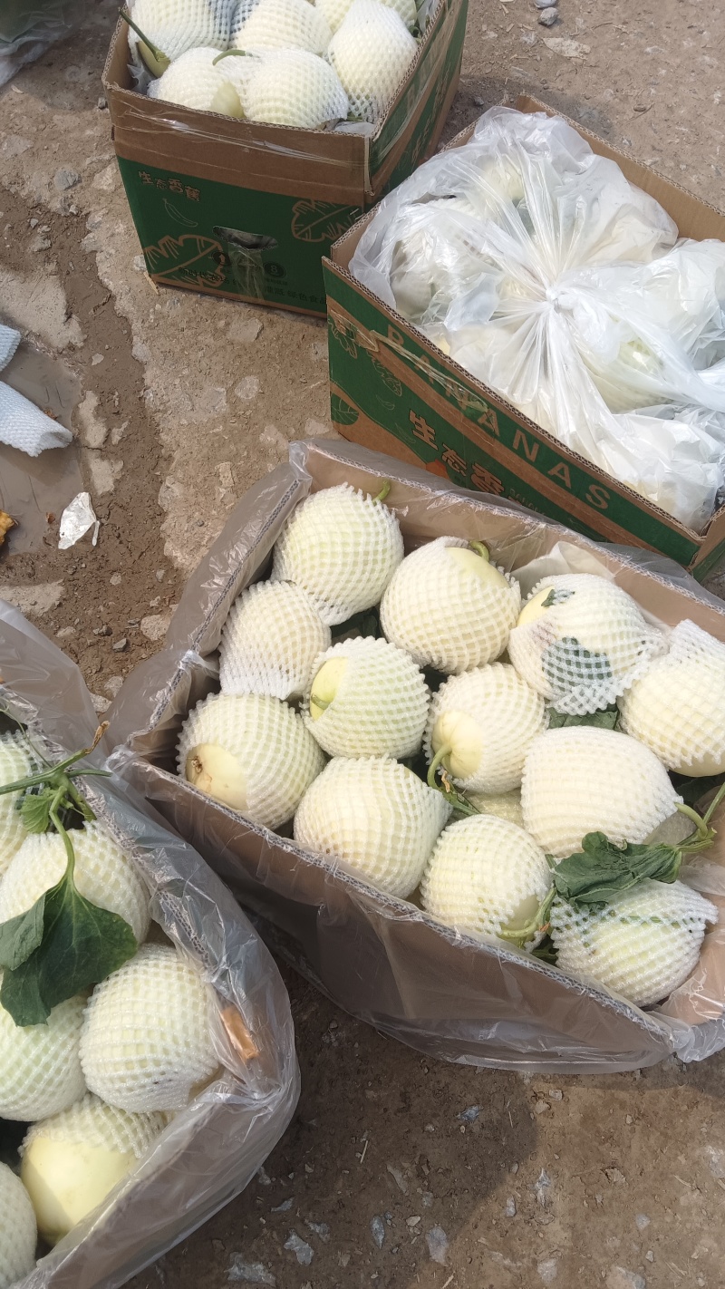 白沙蜜小白瓜大量上市，