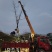 9公分银杏树，银杏，银杏基地，白果树出售