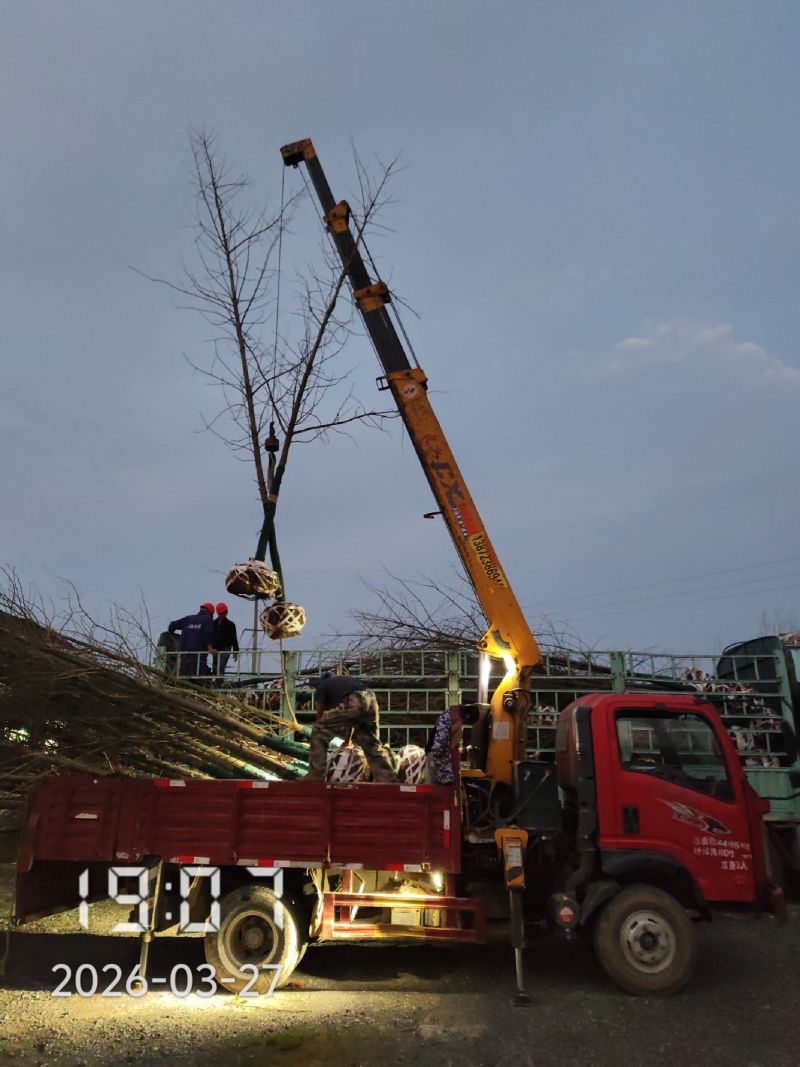 9公分银杏树，银杏，银杏基地，白果树出售