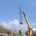 9公分银杏树，银杏，银杏基地，白果树出售
