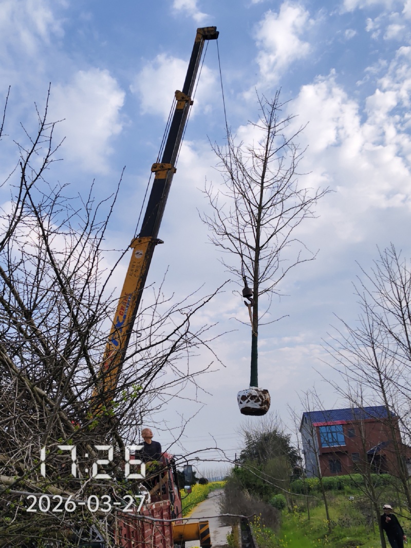 9公分银杏树，银杏，银杏基地，白果树出售