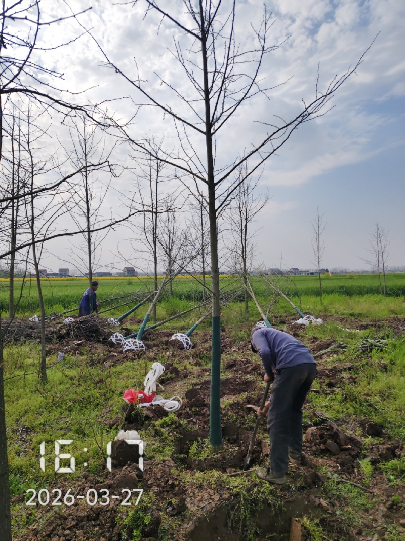 9公分银杏树，银杏，银杏基地，白果树出售